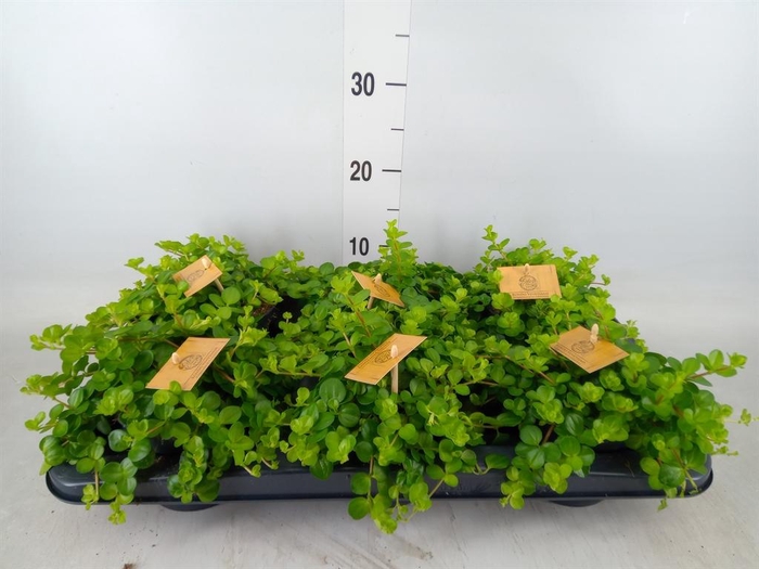 <h4>Peperomia rotundifolia</h4>