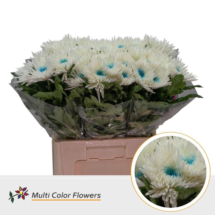 <h4>Chrysanthemum PL   ...colored H%</h4>