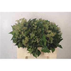 Hedera Extra Per Pak
