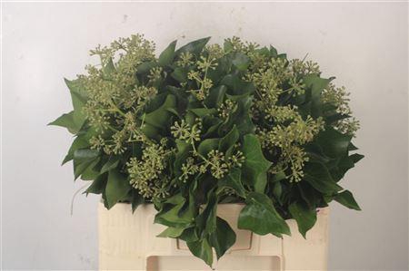 <h4>Hedera Extra Per Pak</h4>