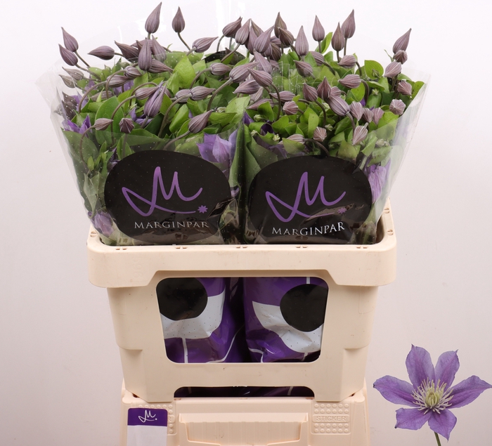 <h4>Clematis Amazing Sofia Marginpar</h4>