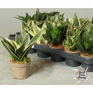 SANSEV TRIFASCIA  OV