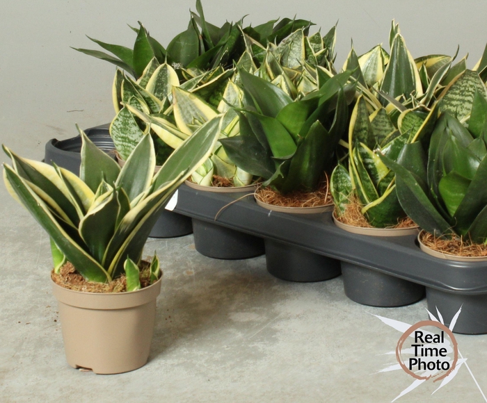 <h4>SANSEV TRIFASCIA  OV</h4>