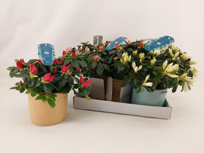 <h4>RHODO SI GEM 3 SRT</h4>