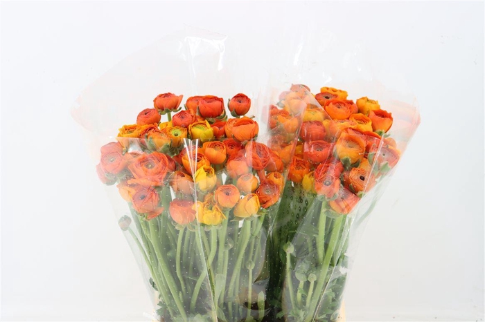 <h4>Ran Elegance Orange</h4>