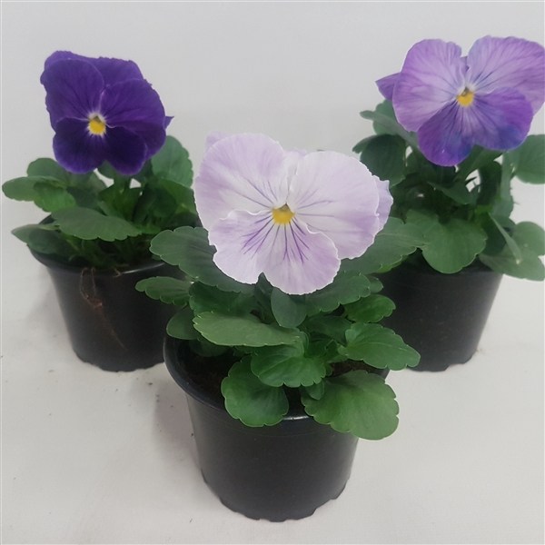<h4>Viola F1 Meteor</h4>