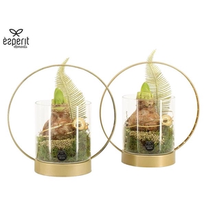 Arrangementen Kerst H%