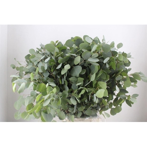 Euca Populus 300gr P Bunch