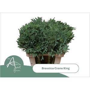 BRASS CRANE KING BRASS CRANE KING