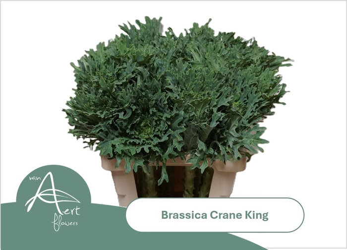 <h4>BRASS CRANE KING BRASS CRANE KING</h4>