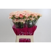 Dianthus St Happy Hoshi