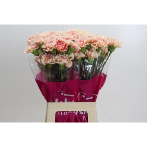 Dianthus St Happy Hoshi