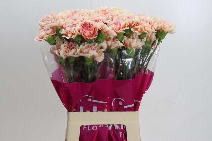 Dianthus St Happy Hoshi