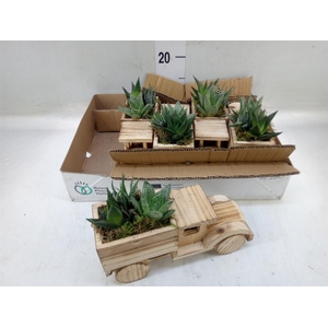 Arr.   Kamerplant Groen L%