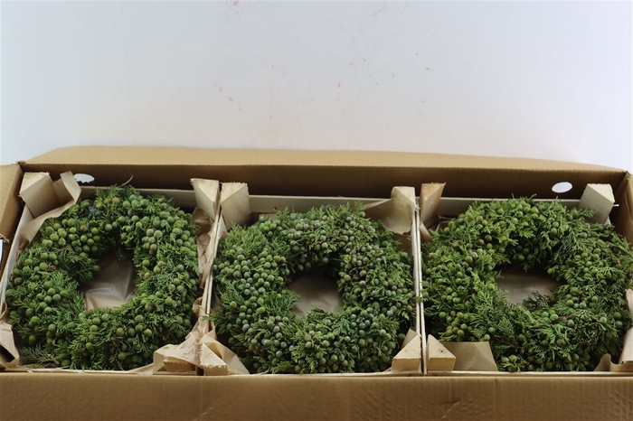 <h4>Wr Sierfruit Juniperus 30cm Green</h4>