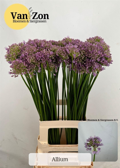 <h4>Allium Senescens</h4>