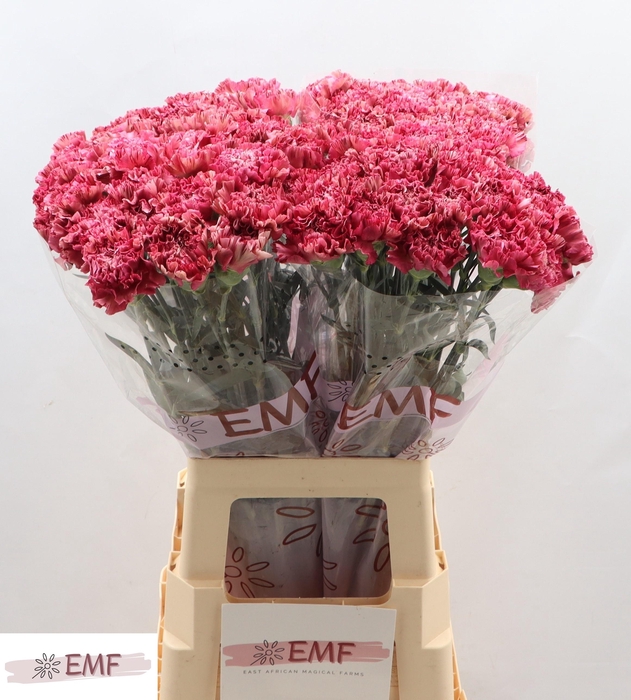 <h4>DI ST VIPER WINE</h4>