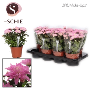 Ch Grandezza Make-Upz® UNO Pink