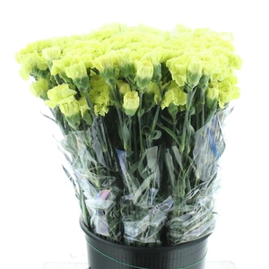 Di St Lady Zoya Green