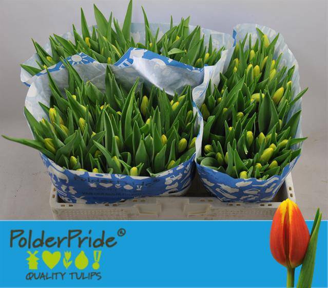 <h4>TU EN DENMARK</h4>