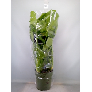 Monstera delic.
