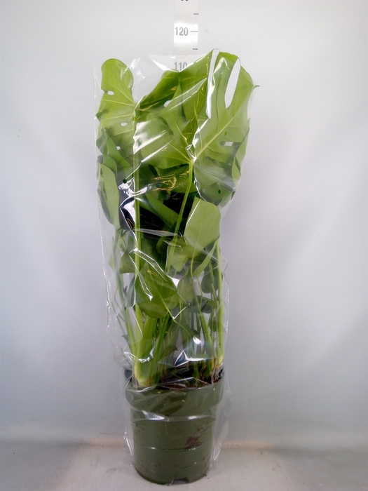 <h4>Monstera delic.</h4>