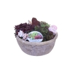 Arr.  Sempervivum L%