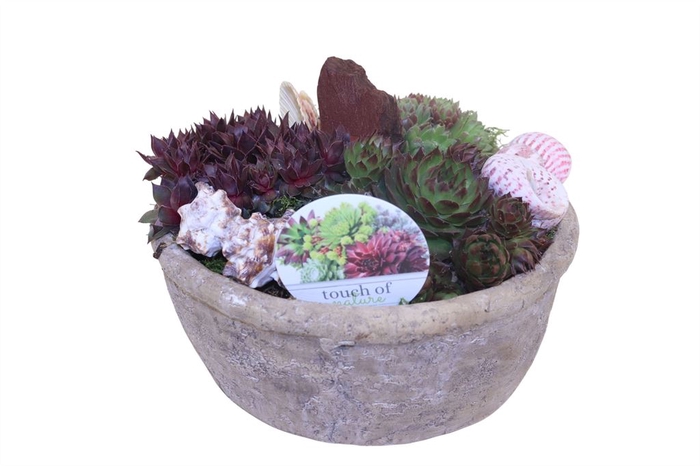 Arr.  Sempervivum L%