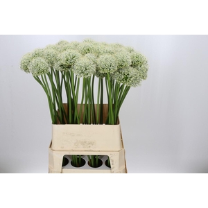 Allium Mount Everest