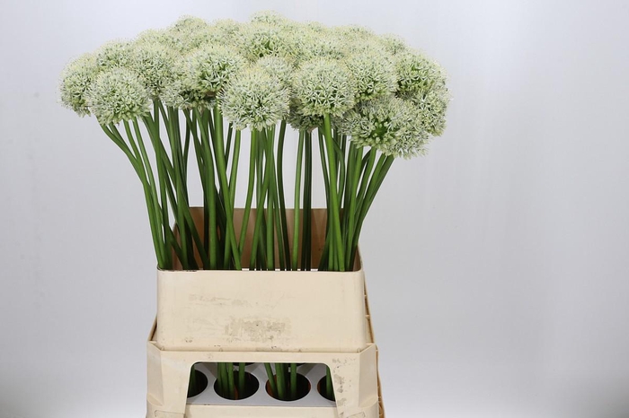 <h4>Allium Mount Everest</h4>