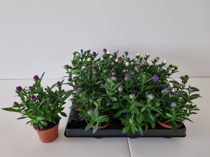 <h4>ASTER-HYBRID p6</h4>