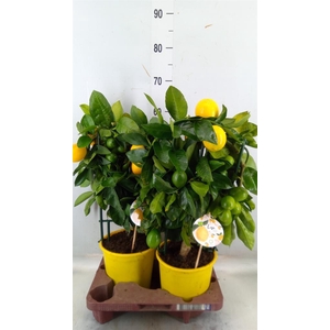 Citrus meyeri 'Meyer'