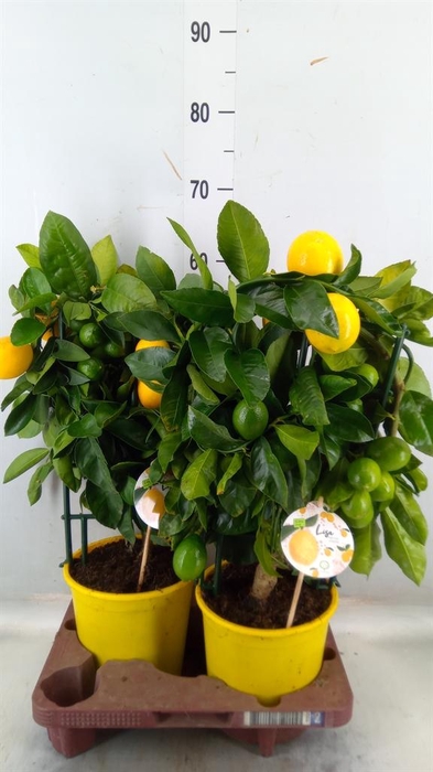 <h4>Citrus meyeri 'Meyer'</h4>