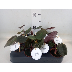 Alocasia   ...