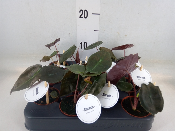 <h4>Alocasia   ...</h4>