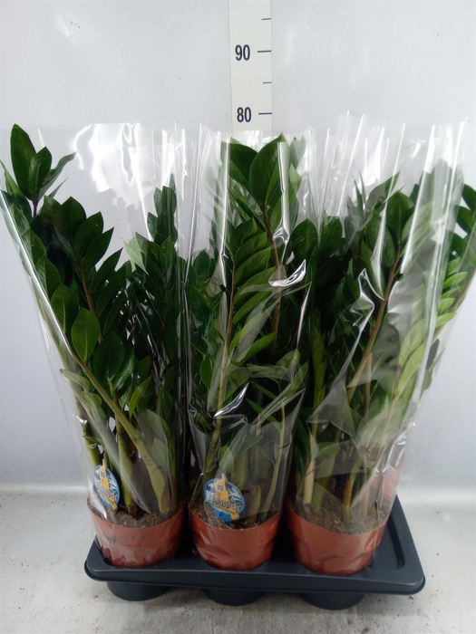 <h4>Zamioculcas zamiifolia</h4>