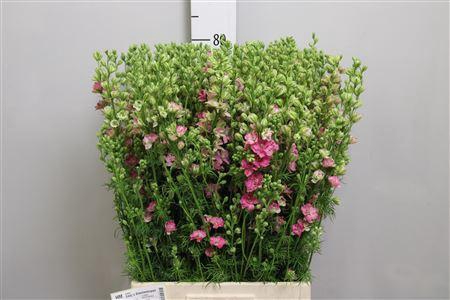 <h4>Cons R Q Rose</h4>