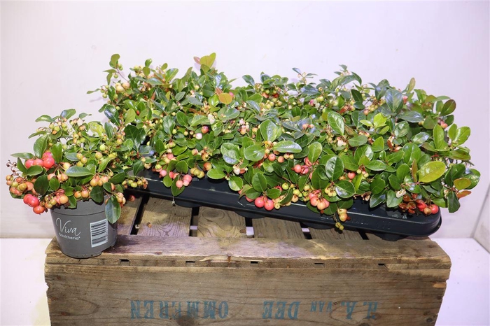 <h4>Gaulth Pr Big Berry</h4>