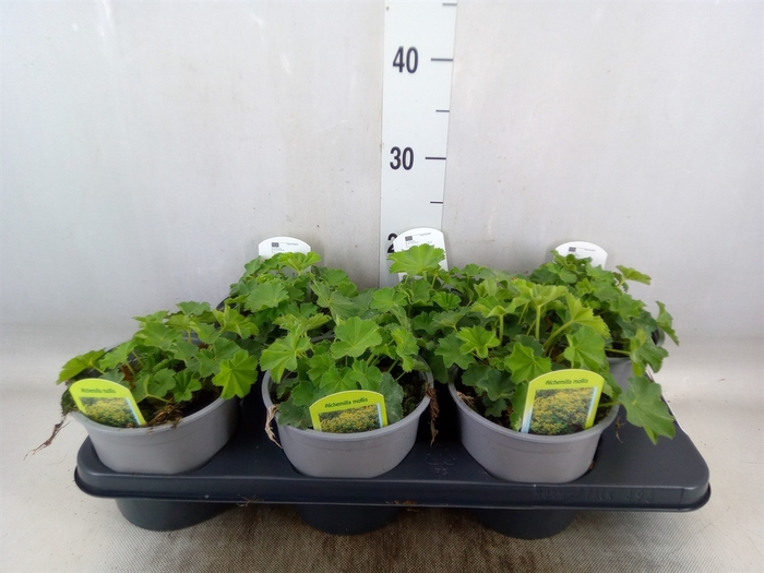 <h4>Alchemilla mollis</h4>