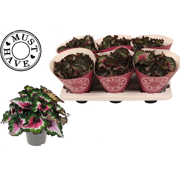 <h4>Bladbegonia Rex Purple Blush MUST HAVE</h4>