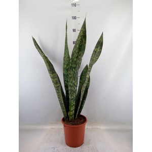 Sansevieria trifa.   ...