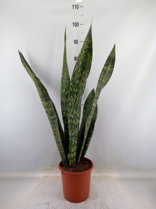 <h4>Sansevieria trifa.   ...</h4>