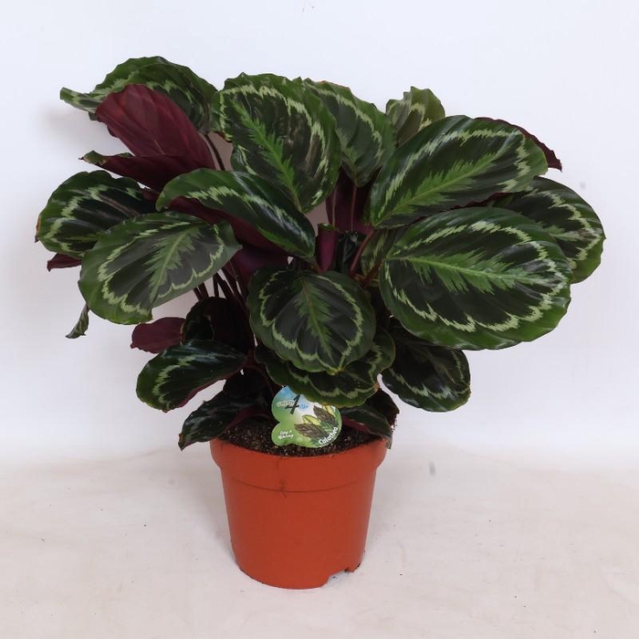 <h4>Calathea Medallion</h4>