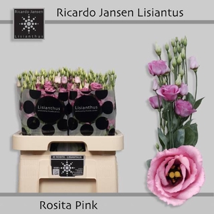 EUS G ROSI ROSE PINK