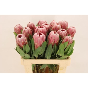 PROTEA  'CARNIVAL'