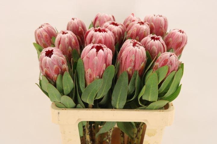 <h4>PROTEA  'CARNIVAL'</h4>
