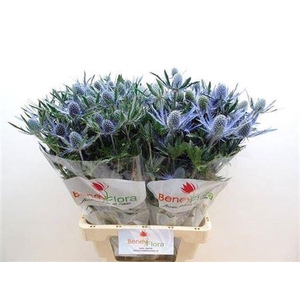Eryngium Blue Lagoon
