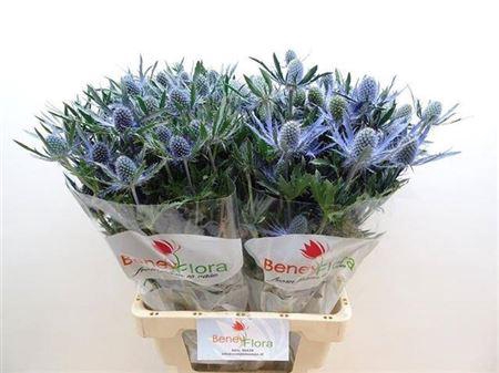 <h4>Eryngium Blue Lagoon</h4>