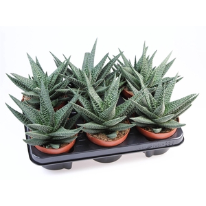 xGasterhaworthia  'Royal Highness'