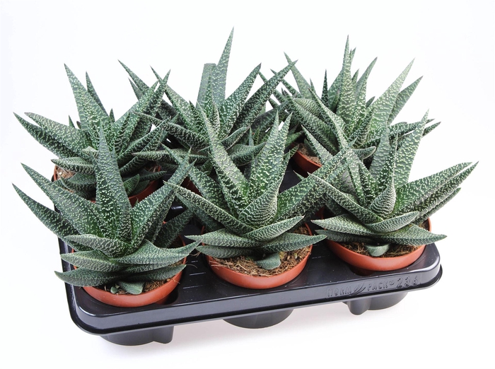 <h4>xGasterhaworthia  'Royal Highness'</h4>